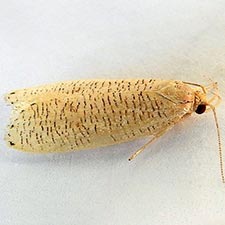 Psilocorsis cirrhoptera