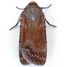 Tesagrotis piscipellis