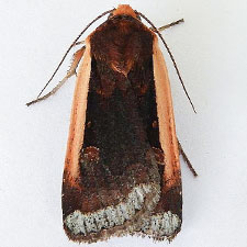 Abagrotis bimarginalis