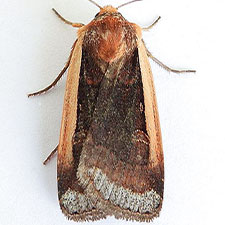 Abagrotis bimarginalis