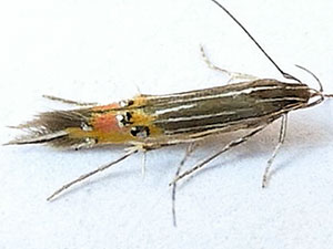 Cosmopterix callichalca