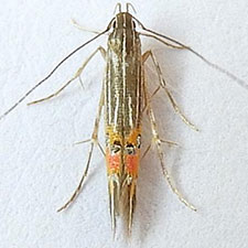 Cosmopterix callichalca