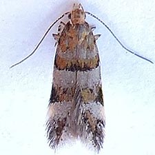 Theisoa multifasciella