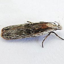 Gelechia bianulella