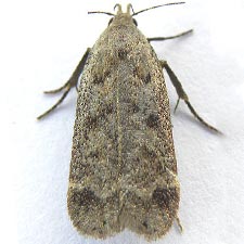 Anacampsis innocuella