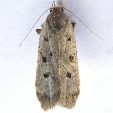 Anacampsis innocuella