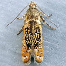 Glyphipterix quadragintapunctata