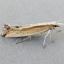 Plutella armoraciae