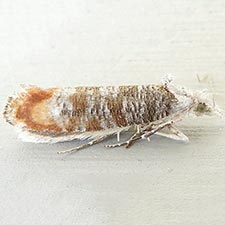 Ypsolopha undulatella