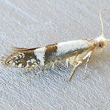 Argyresthia inscriptella