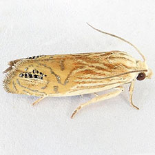 Eucosma gemellana