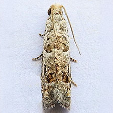 Sonia hodgesi