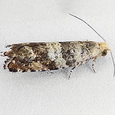 Epinotia meritana