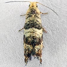 Epinotia meritana