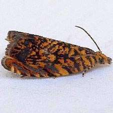 Dichrorampha leopardana