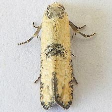 Cybilla hubbardana