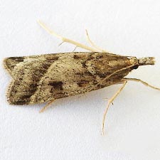 Scoparia rigidalis