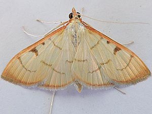 Sarabotys cupreicostalis