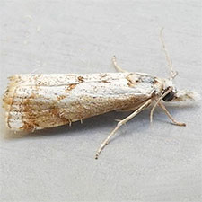 Microcrambus polingi