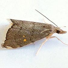 Microcausta bipunctalis