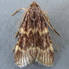 Aglossa electalis