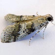 Pococera speciosella