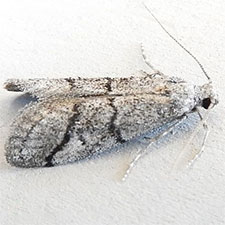 Cacotherapia bilinealis