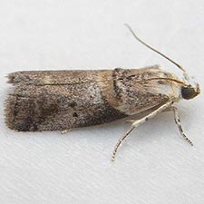 Acrobasis juglandis