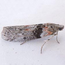 Sciota inconditella