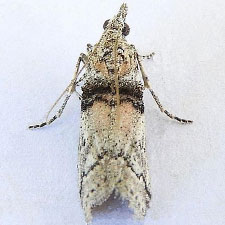 Passadena flavidorsella