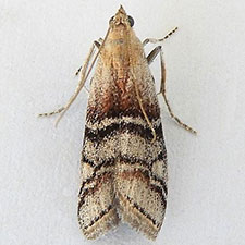 Vitula pinei