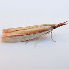 Peoria santaritella
