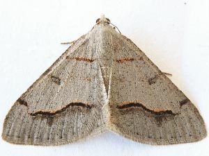 Digrammia yavapai