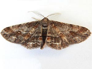 Stenoporpia vernalella