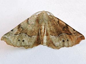 Neoselenia hilumaria