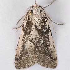 Eucaterva variaria