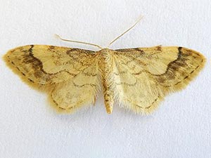 Idaea skinnerata