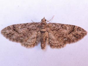 Eupithecia columbiata