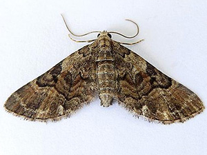 Eupithecia owenata