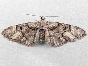 Eupithecia n. sp. 8