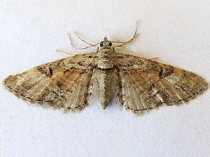 Eupithecia anticaria