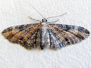 Eupithecia carneata