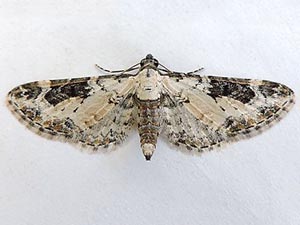 Eupithecia gypsata