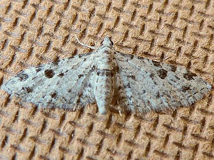 Eupithecia discoidalis