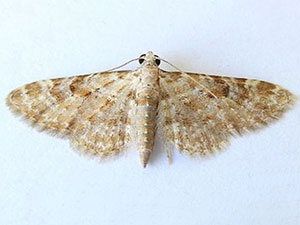 Eupithecia albida