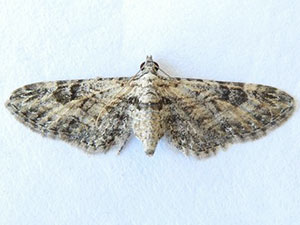 Eupithecia mellisa