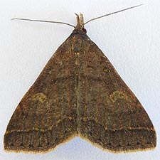 Renia mortualis