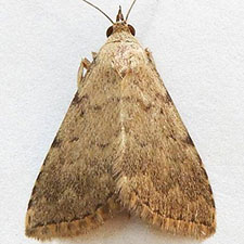 Arugisa punctalis