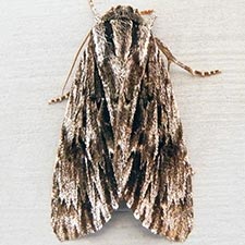 Acronicta edolata