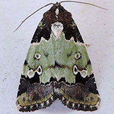 Bryolymnia marti